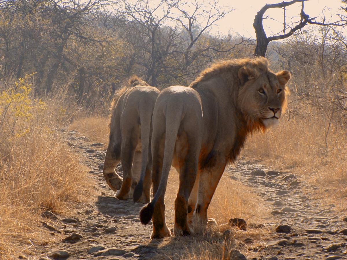 Esiweni Luxury Safari Lodge Ladysmith Bagian luar foto